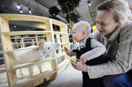 В Москве строительство контактного зоопарка начнётся весной 2017 года